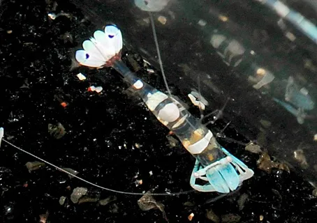 Ancylomenes magnificus | All sizes