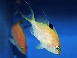 Sacura margaritacae (female) | All sizes