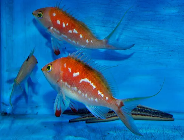 Sacura margaritacae (male) | All sizes