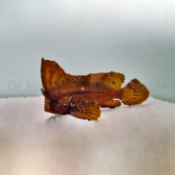 Ablabys taenianotus | All sizes
