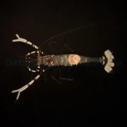 Ancylomenes venustus | All sizes