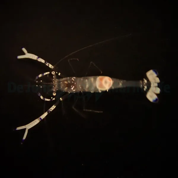 Ancylomenes venustus | All sizes