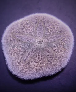 Brissus spp. (Sand dollar flat) | All sizes