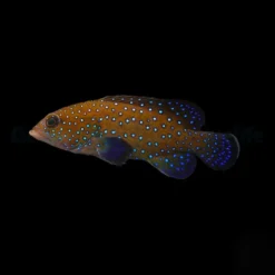 Cephalopholis argus | M