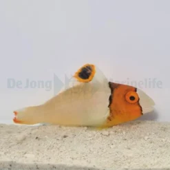 Cetoscarus bicolor | M