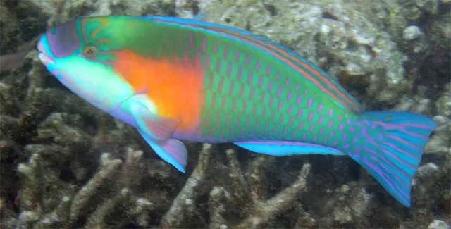 Chlorurus bowersi | S/M
