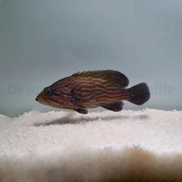 Cephalopholis formosa | S