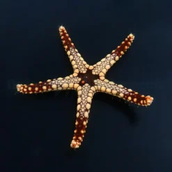 Celerina heffernani | All sizes