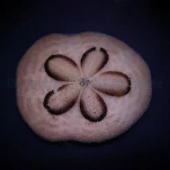 Clypeaster humilis | All sizes