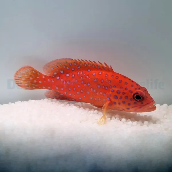 Cephalopholis miniata | M