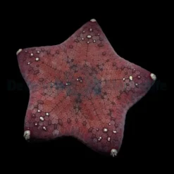 Culcita novaeguineae | S