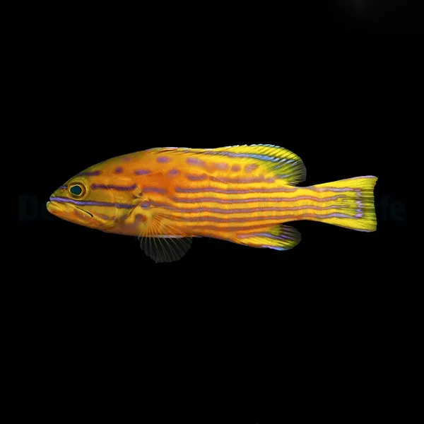 Cephalopholis polleni | M/L