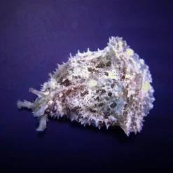 Dolabella auricularia | All sizes