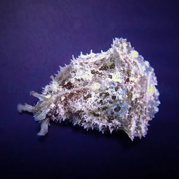 Dolabella auricularia | All sizes