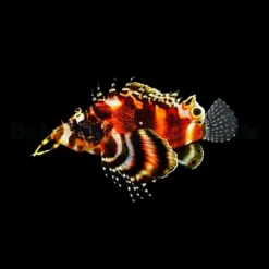 Dendrochirus biocellatus | S/M