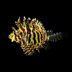 Dendrochirus brachypterus | M