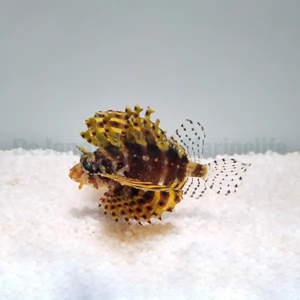 Dendrochirus brachypterus (Yellow) | All sizes