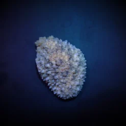 Dolabrifera dolabrifera | All sizes