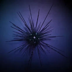 Diadema setosum | XL