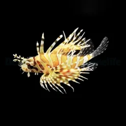 Dendrochirus zebra | L