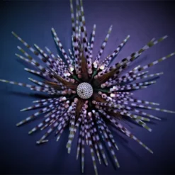 Echinothrix calamaris | M