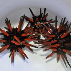 Eucidaris spp. | M