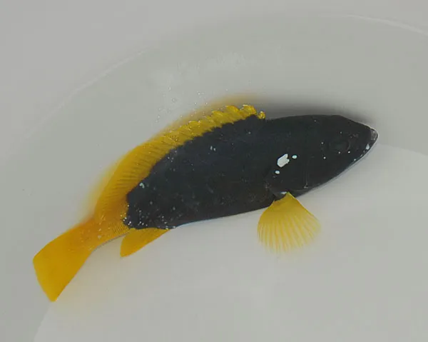 Epinephelus flavocaeruleus | S