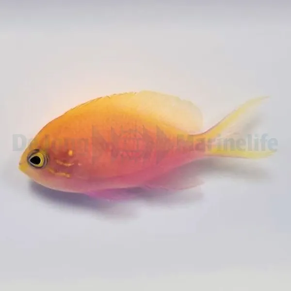 Serranocirrhitus latus | All sizes