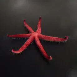 Echinaster luzonicus | All sizes