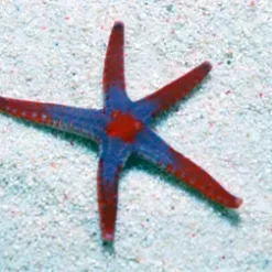 Fromia monilis | All sizes