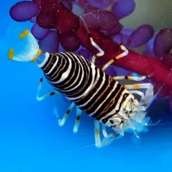 Gnathophyllum americanum | All sizes