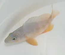 Hypoplectrus aberrans | All sizes