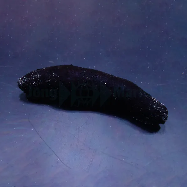 Holothuria (Halodeima) atra | All sizes
