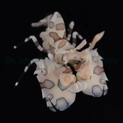 Hymenocera picta | All sizes