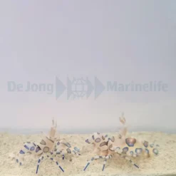 Hymenocera picta (Pair) | All sizes