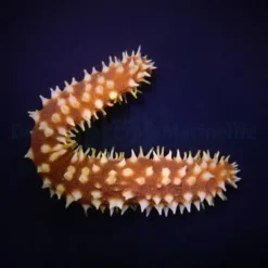Holothuria (Mertensiothuria) hilla | All sizes
