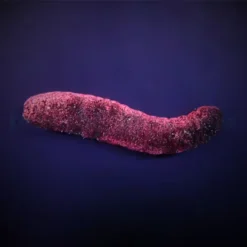 Holothuria edulis | All sizes