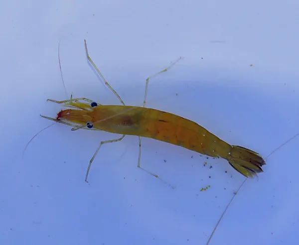 Hayashidonus japonicus | All sizes
