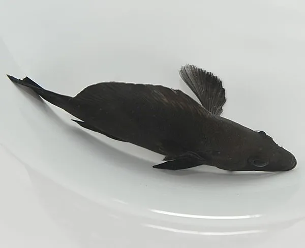 Hypoplectrus nigricans | M/L