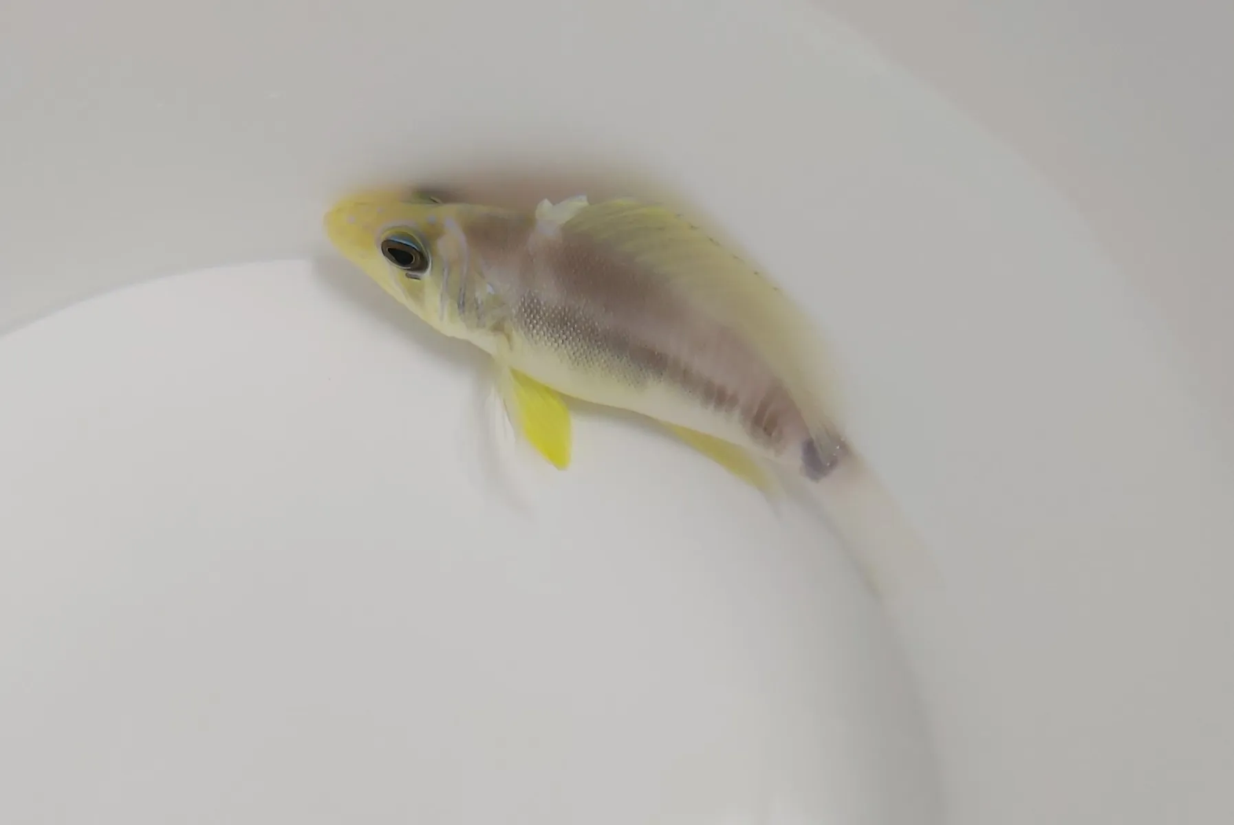Hypoplectrus unicolor | M/L