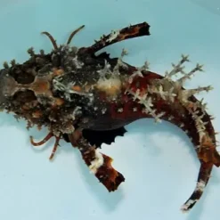 Inimicus didactylus (Premium coloured) | L