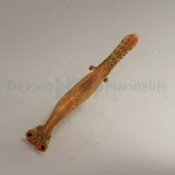 Leander plumosus | All sizes