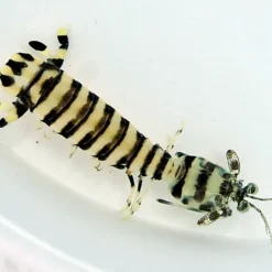 Lysiosquillina maculata | All sizes