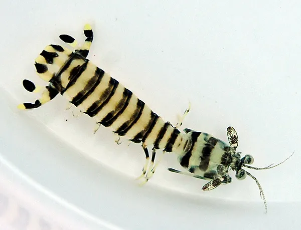 Lysiosquillina maculata | All sizes