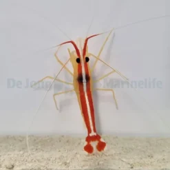 Lysmata amboinensis | XL