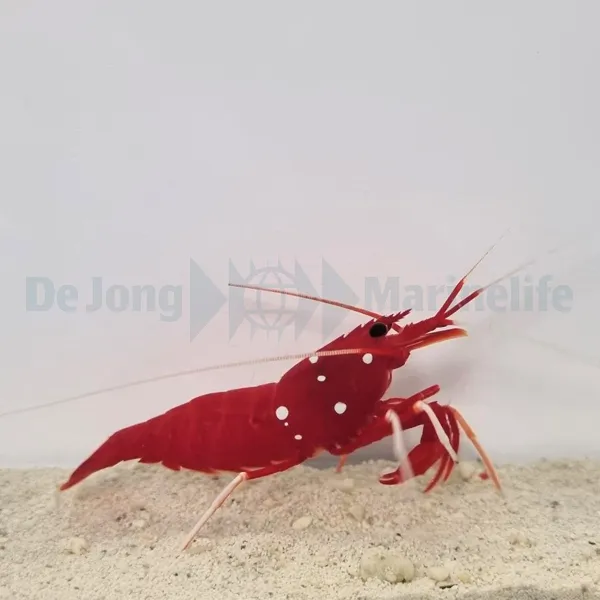 Lysmata debelius | S
