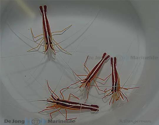 Lysmata grabhami | S