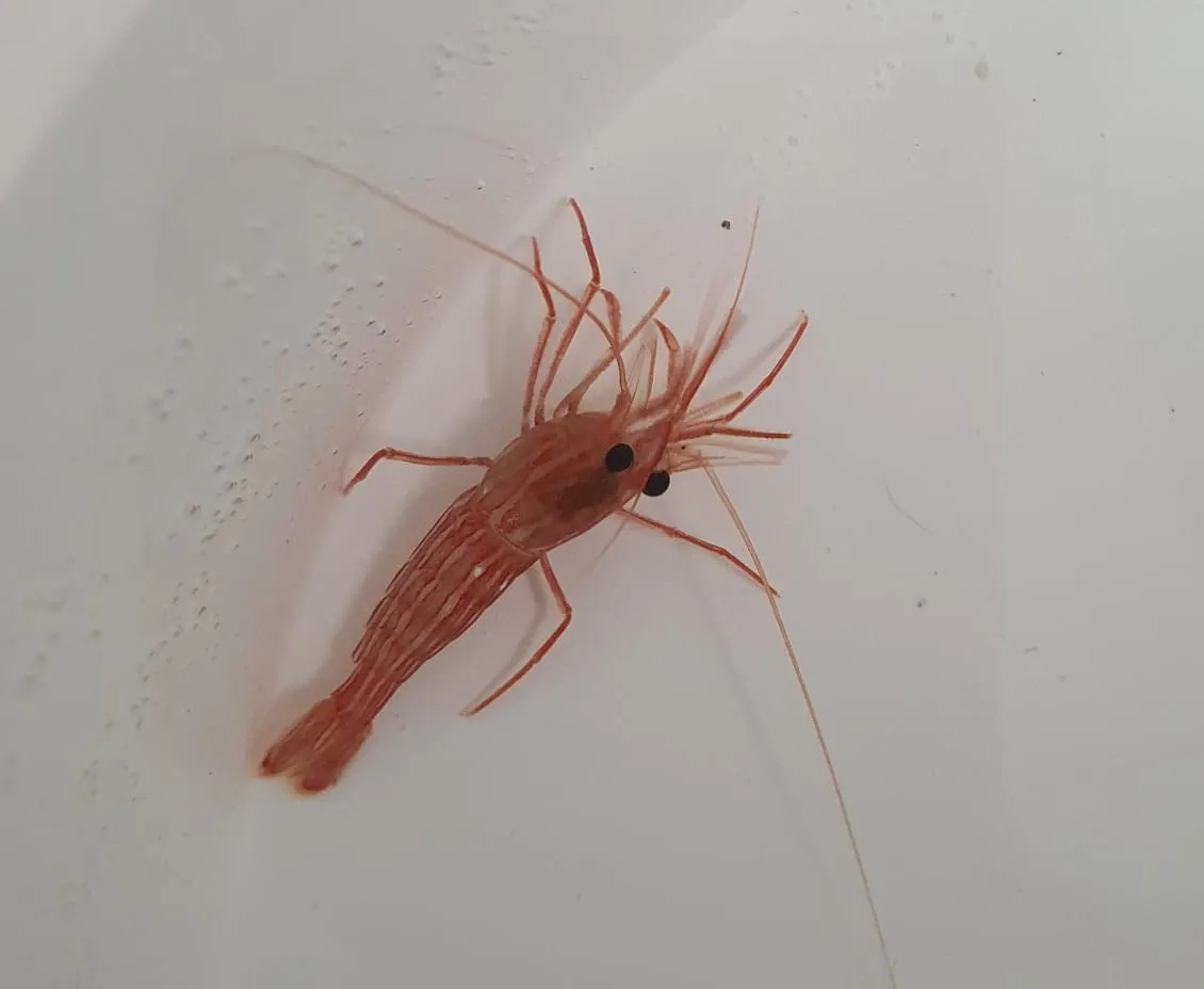 Lysmata seticaudata | All sizes