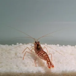 Lysmata vittata