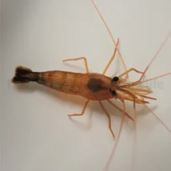 Lysmata wurdemanni | All sizes